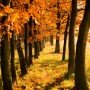 Во сне и наяву