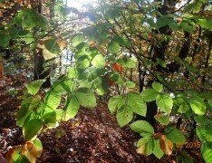 Листья в лучах осеннего солнца
