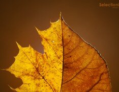 Autumn Mutation