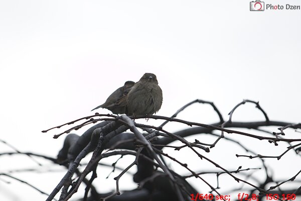 Тест CANON EOS 7D mark II - 4 Обзор CANON EOS 7D mark II - PhotoDzen.com