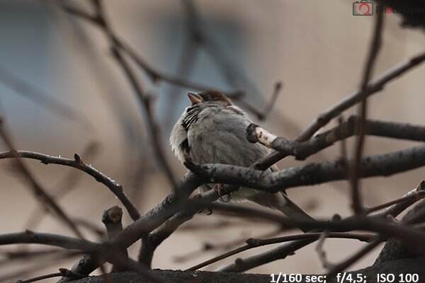 Тест CANON EOS 7D mark II - 5 Обзор CANON EOS 7D mark II - PhotoDzen.com