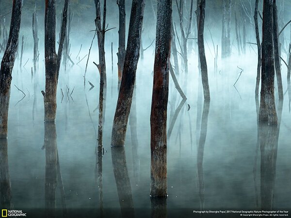 Лучший фотограф-натуралист 2017 года по версии National Geographic - PhotoDzen.com