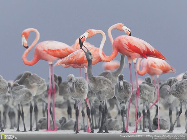 Лучший фотограф-натуралист 2017 года по версии National Geographic - PhotoDzen.com