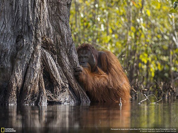 Лучший фотограф-натуралист 2017 года по версии National Geographic - PhotoDzen.com