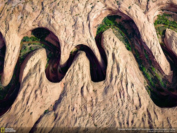 Лучший фотограф-натуралист 2017 года по версии National Geographic - PhotoDzen.com