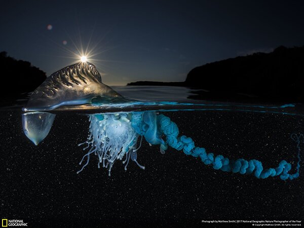 Лучший фотограф-натуралист 2017 года по версии National Geographic - PhotoDzen.com