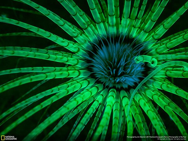 Лучший фотограф-натуралист 2017 года по версии National Geographic - PhotoDzen.com
