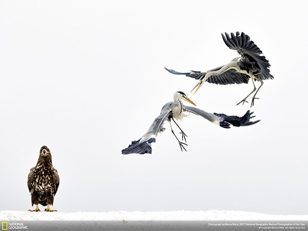 Лучший фотограф-натуралист 2017 года по версии National Geographic - PhotoDzen.com